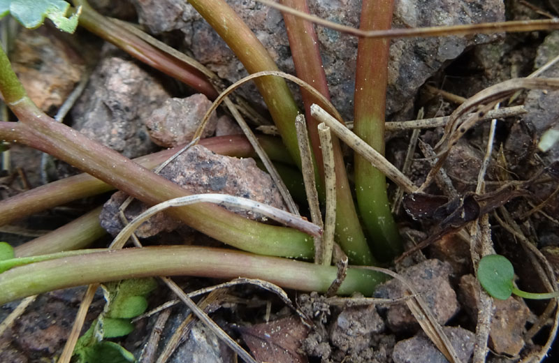 probabile: Ranunculus glacialis -Ranunculaceae